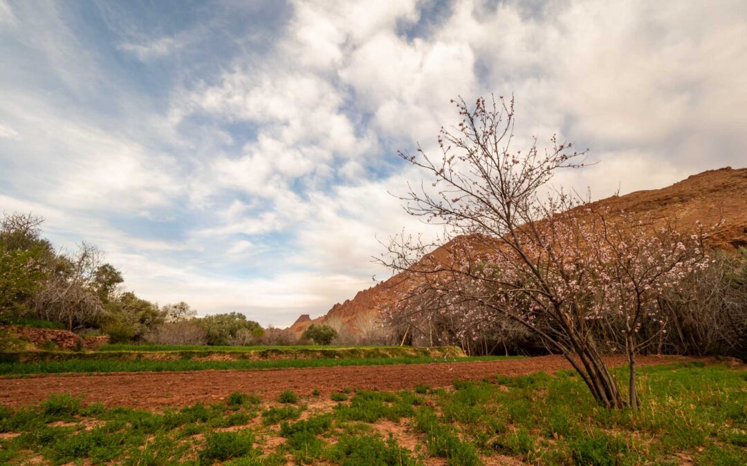 History and Tradition at Auberge Atlas Dades